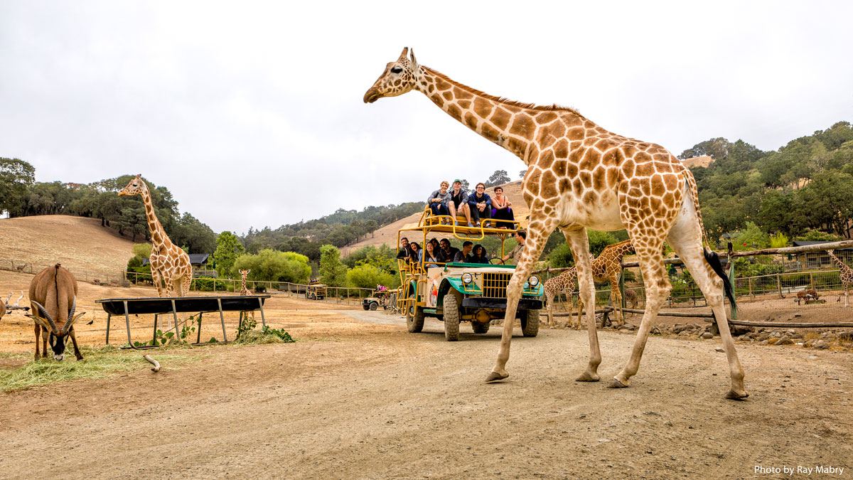 california wildlife tours