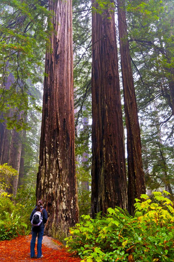 The Ultimate Guide To Redwood National Park