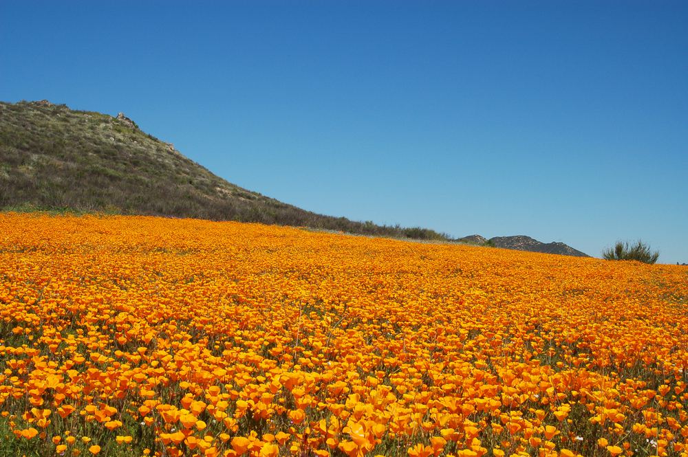 Where to See California's Super Blooms