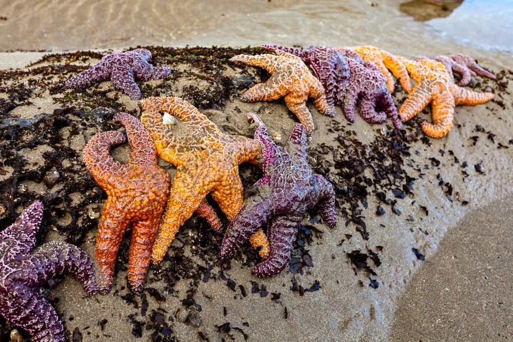 Tide Pools in Northern California You Need to See