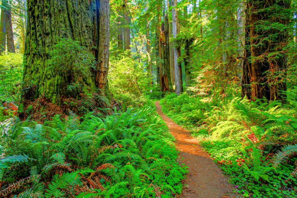 plan your visit redwood national park