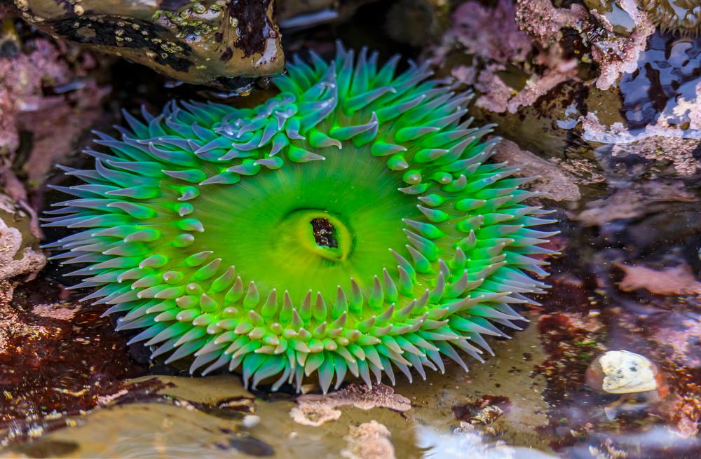 Tide Pools in Northern California You Need to See