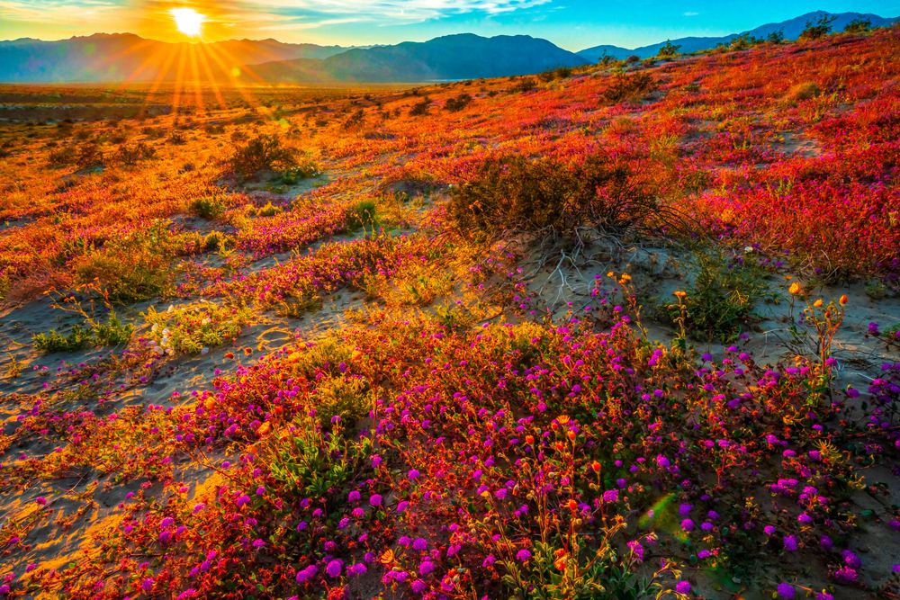 The Most Beautiful Places to See California Wildflowers