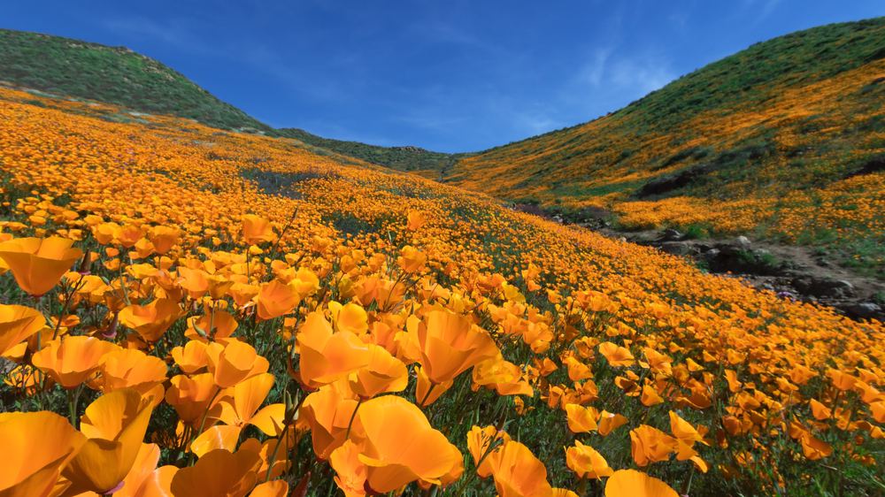 Where to See California's Super Blooms