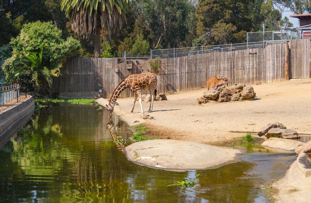 These Are The 5 Best Zoos in The United States