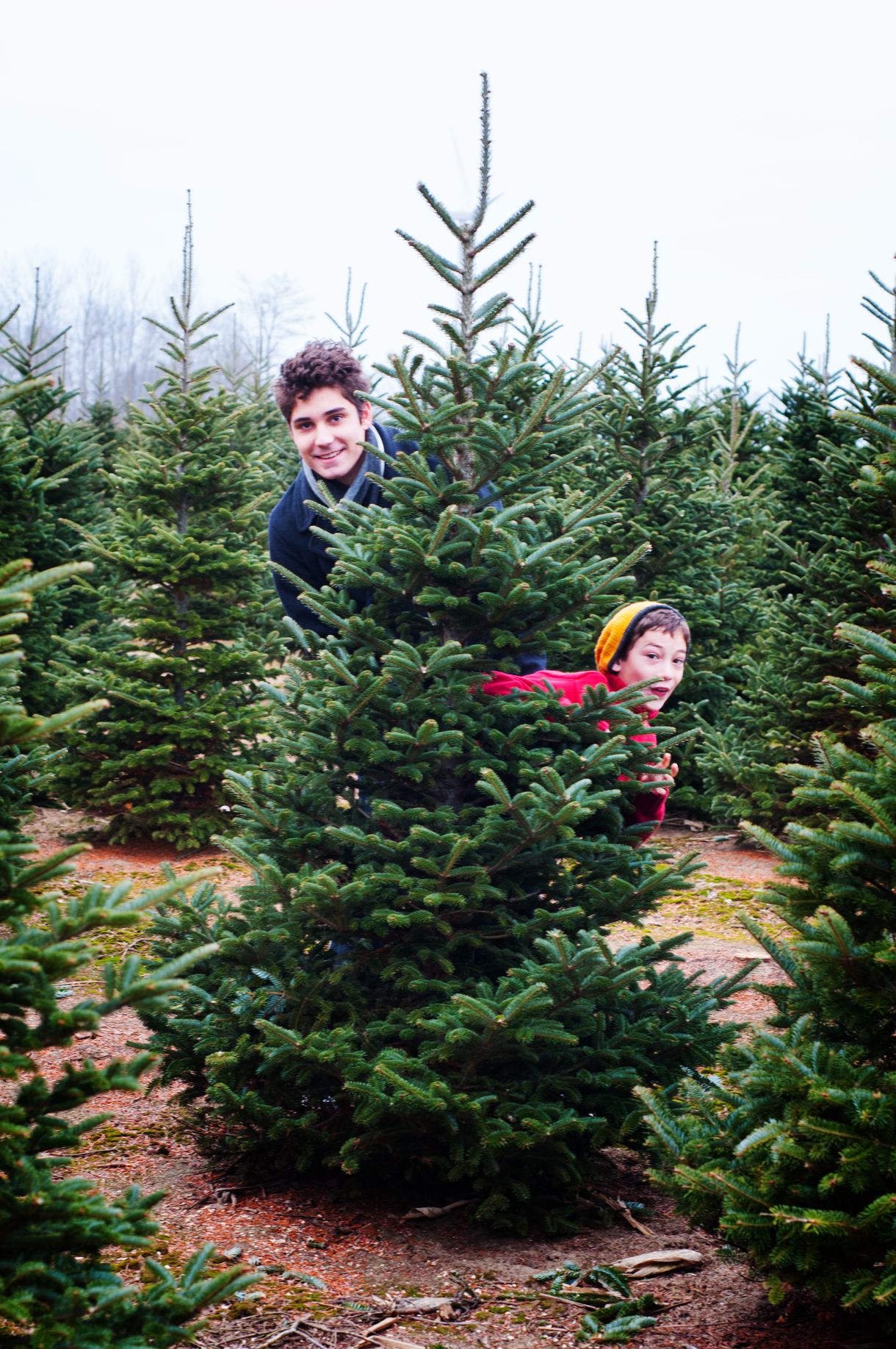 Great Christmas Tree Lots Near Los Angeles