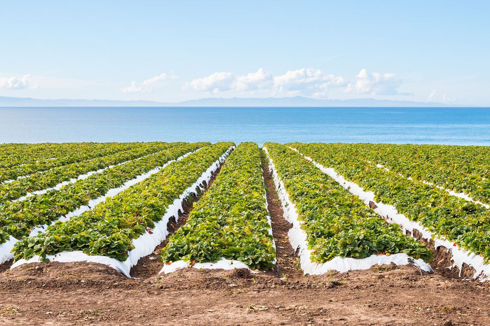 Strawberry Growing Season In California