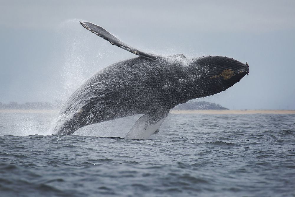 11 Incredible Places for Whale Watching in California