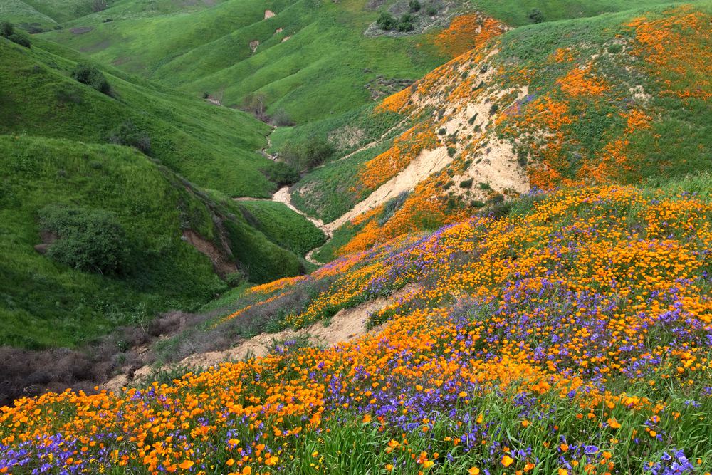 The Most Beautiful Places To See California Wildflowers