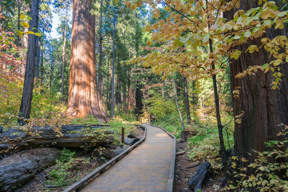 A Guide to Calaveras Big Trees State Park