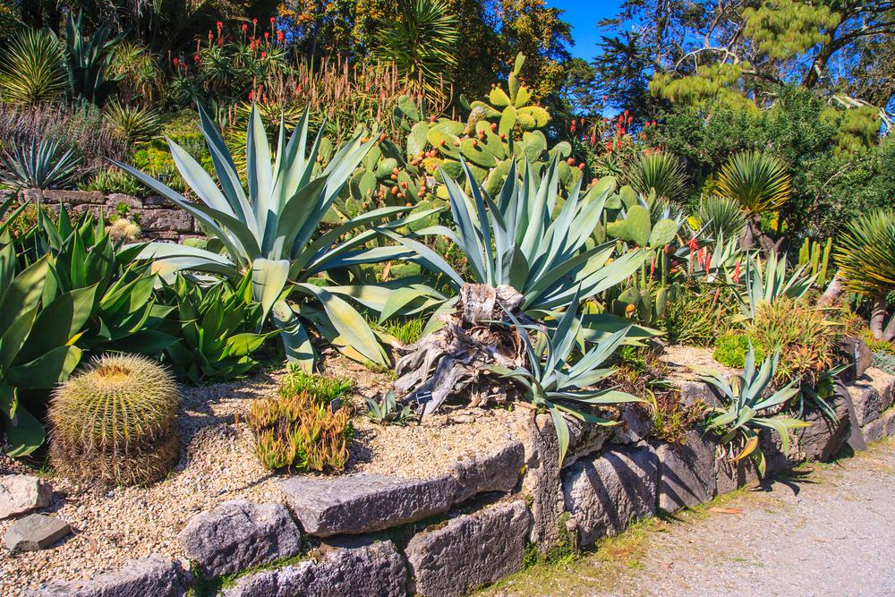 California Botanical Gardens That Are Too Beautiful To Miss