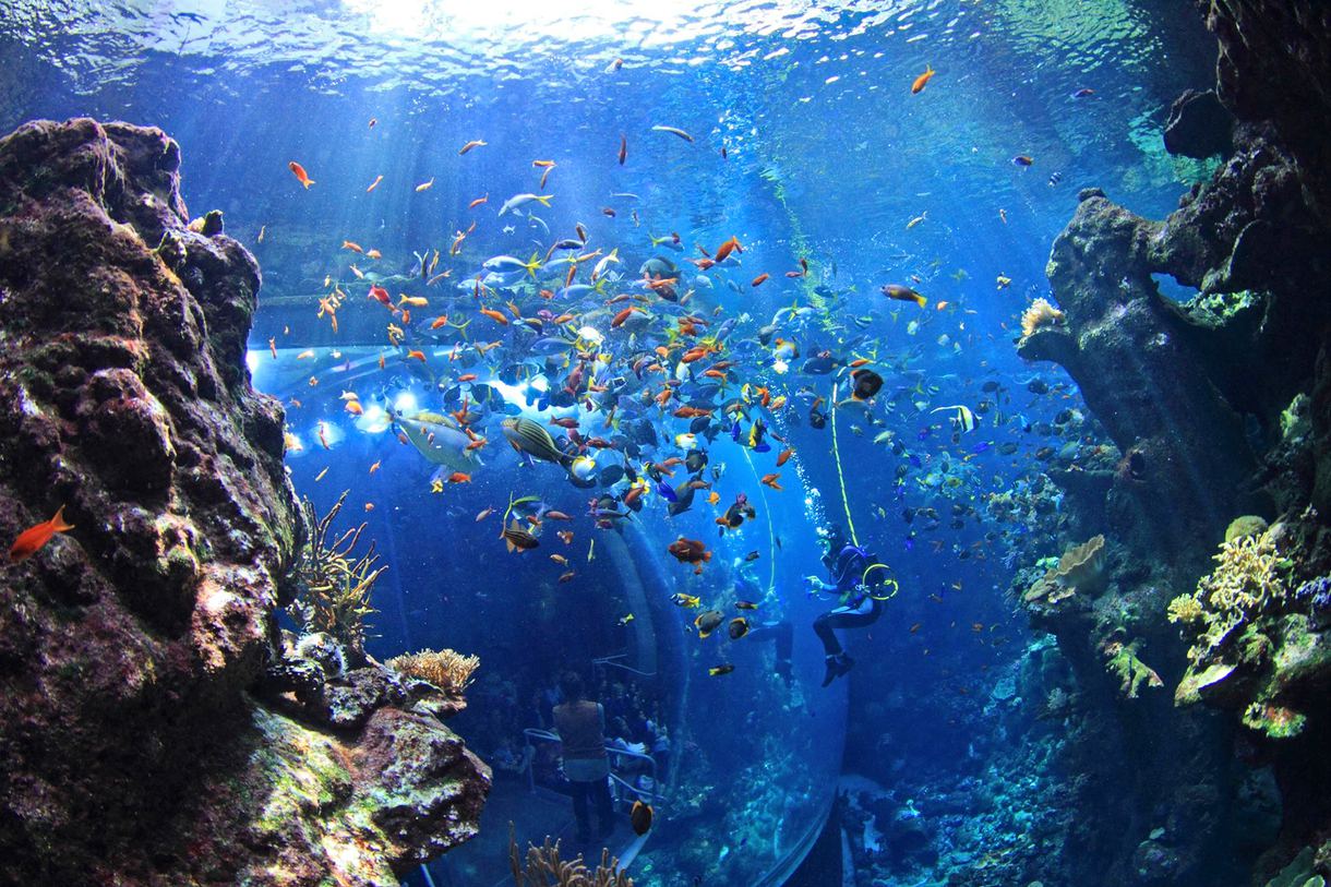 The 5 Best California Aquariums for Kids and Adults