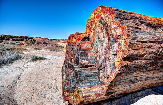 Everything You Need to Know About California’s Petrified Forest
