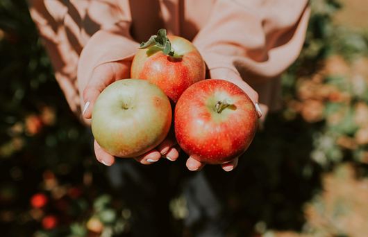 The Southern California Apple-Picking Farms You Can’t Miss