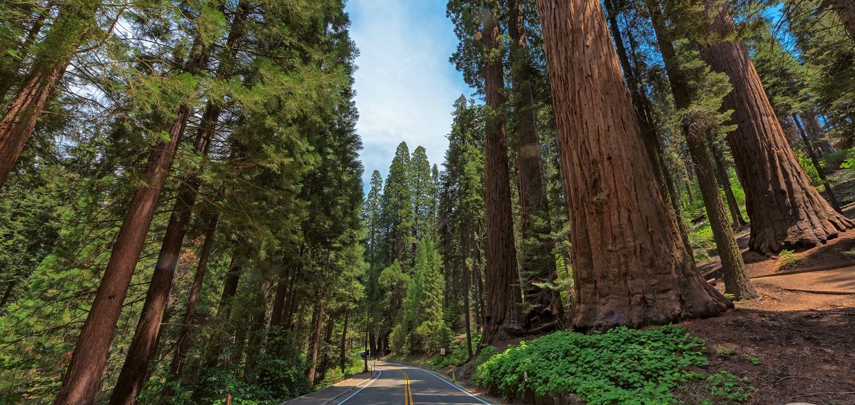 Avenue of the Giants: The Redwoods Road Trip You Need to Take