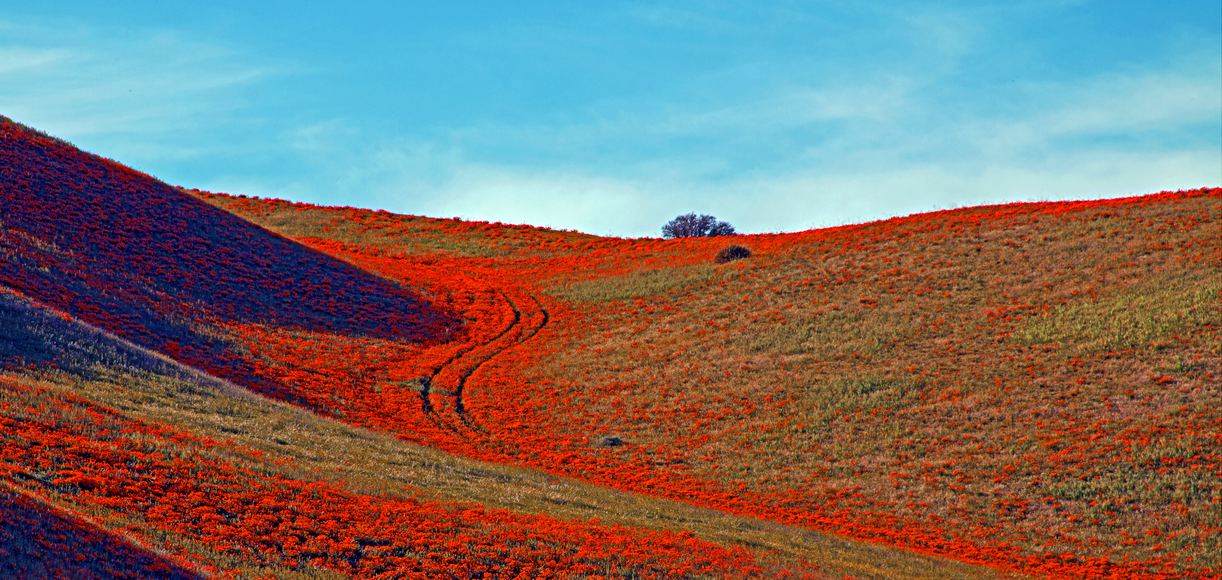 Embrace the Charm of Quartz Hill An Undiscovered Californian Treasure