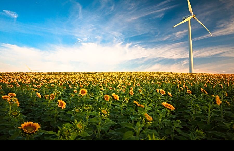 The Golden State Goes Green: Environmental Laws to Know for 2019