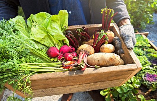 How the Farm-to-Table Movement Got Started in California