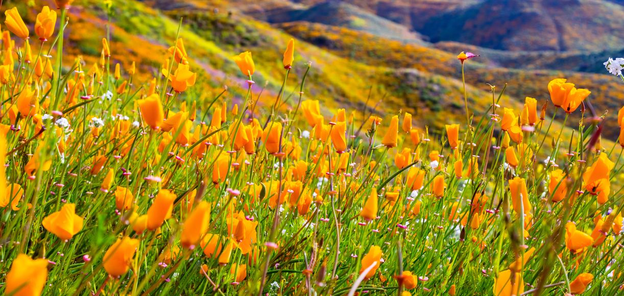 Where to See California's Spring Flowers in Every Region