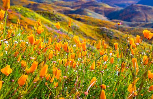 Where to See California's Spring Flowers in Every Region