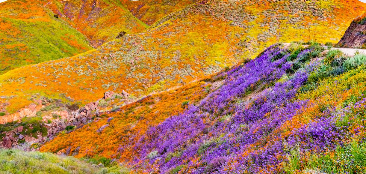 Where to See California's Super Blooms