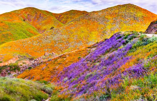 Where to See California's Super Blooms