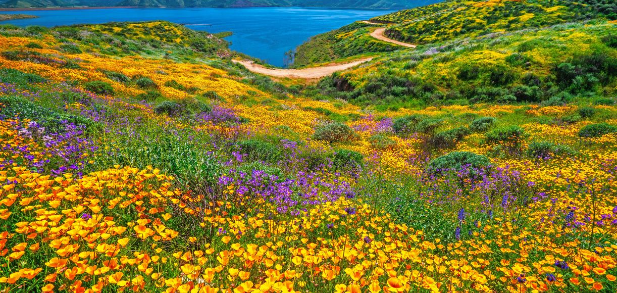 5 Places to See Stunning Wildflowers Across the U.S.