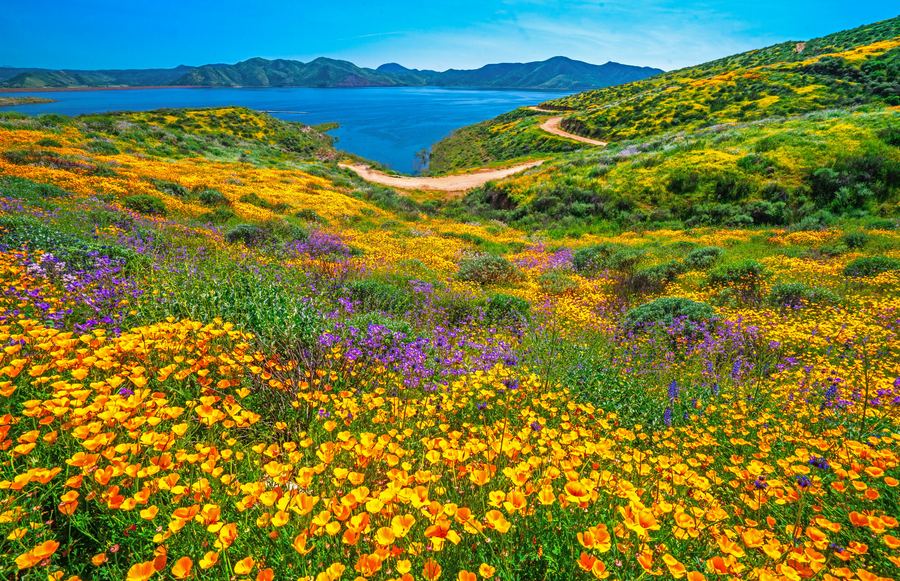 The Most Beautiful Places to See California Wildflowers