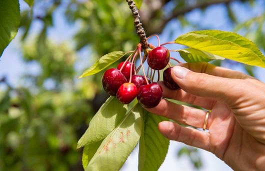 Where To Go Cherry-Picking in Brentwood, CA