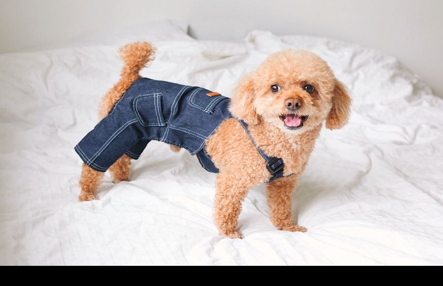 Not Your Average Dog Mom: The Best Dog Boutiques for Spoiling Your Fur Baby