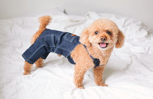 The Best Dog Boutiques for Spoiling Your Pup