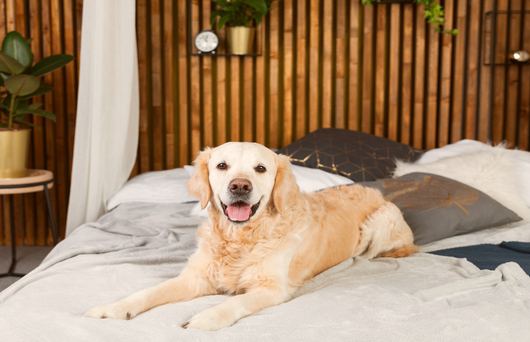 Fun With Fido: 5 Dog-Friendly Hotels in San Diego