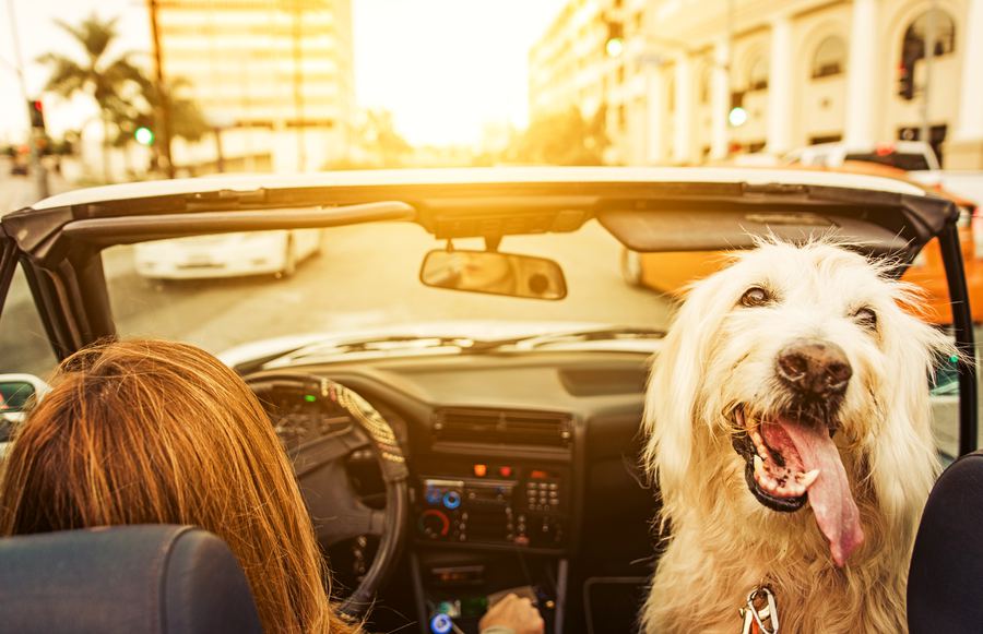5 Dog-Friendly Weekend Getaways in California