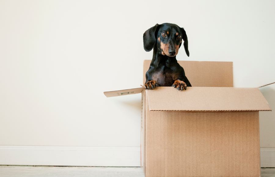 5 Stress-Free Tips for Moving in California During a Pandemic