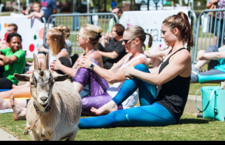 Goat Yoga is Officially a Thing, and It’s Here to Namaste