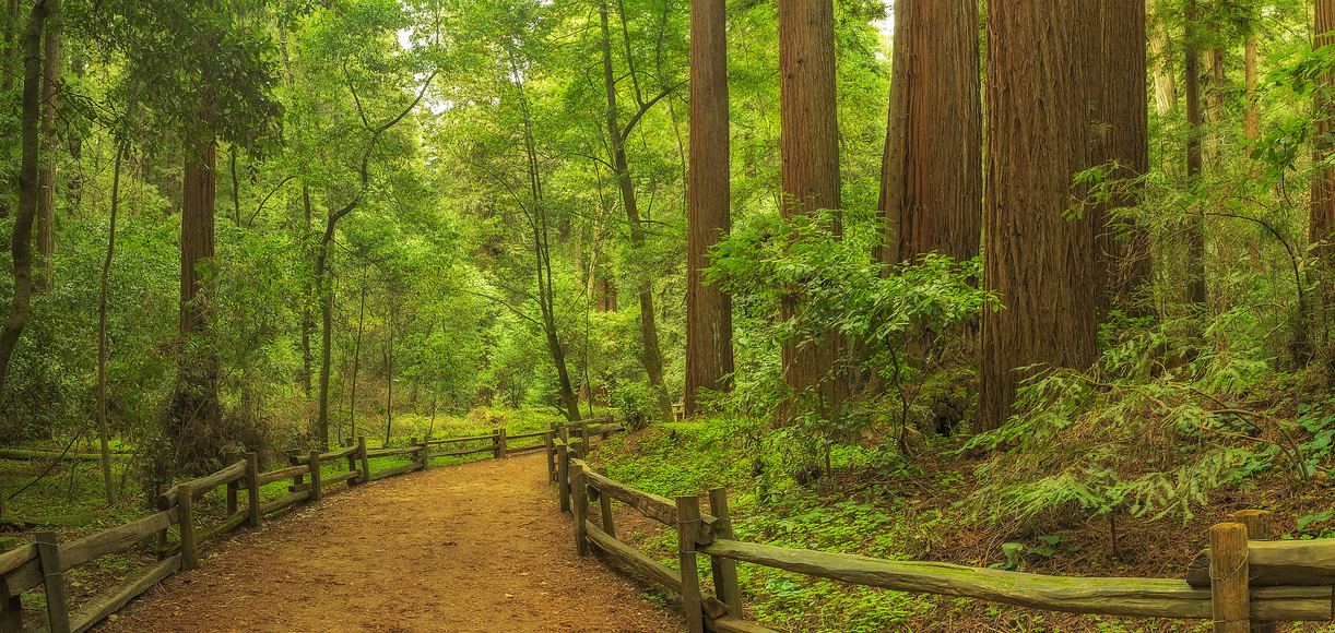 The Ultimate Guide to Henry Cowell Redwoods State Park