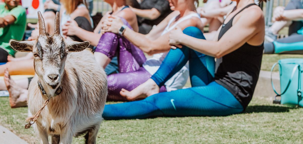 Goat Yoga Has Come to California, and It’s Here to Namaste
