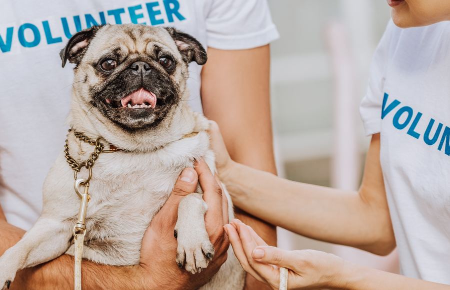 Helping Hands: Volunteer Your Time at These East Bay Nonprofits in 2020