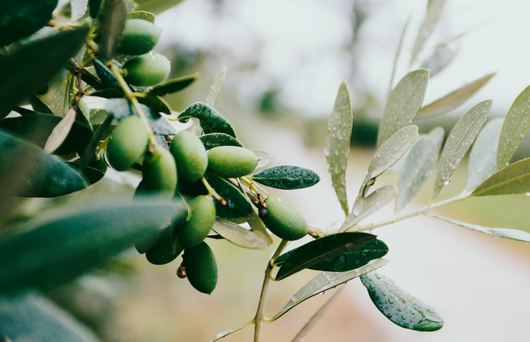 The 5 Best California Olive Oil Producers