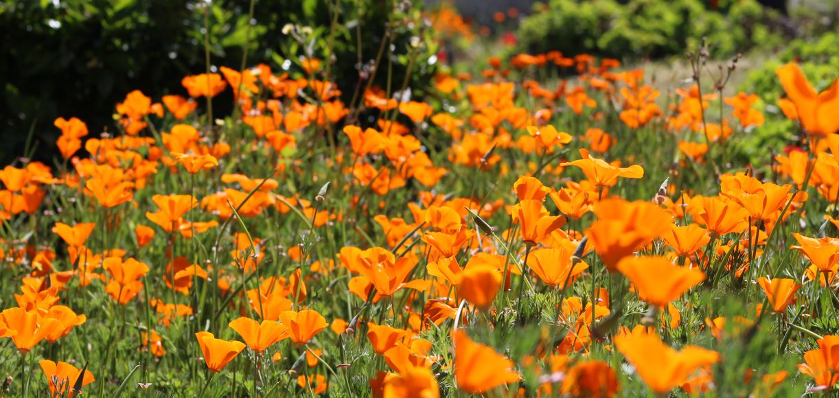 How to Grow California Poppies