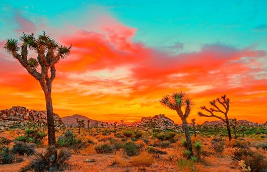 Getaway Guide: Joshua Tree - Part 1