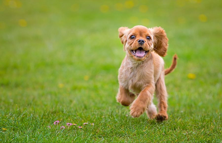 The Top L.A. Dog Parks