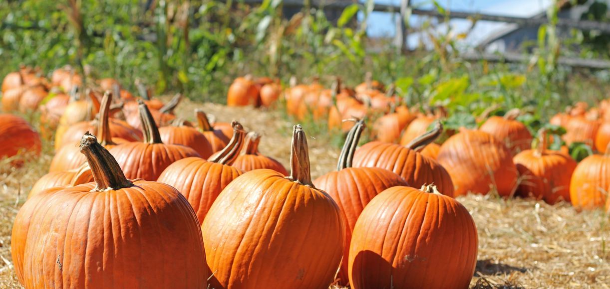 Los Angeles Pumpkin Patches You Don’t Want To Miss