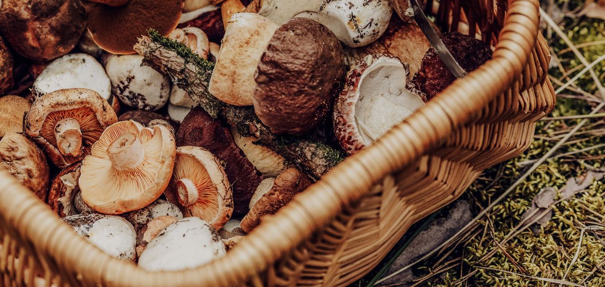 Mushroom Madness Where to Savor California's Wild Mushrooms This Month