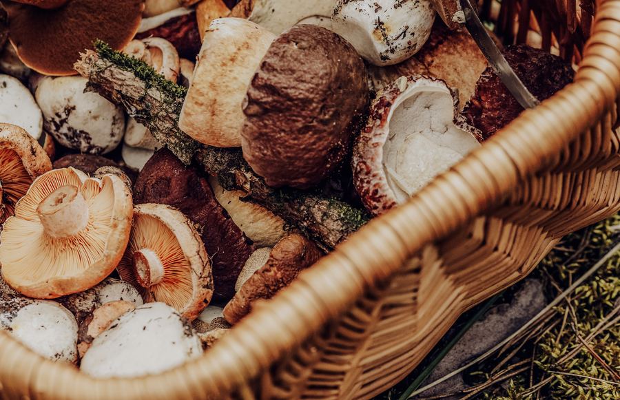 Mushroom Madness: Where to Savor California's Wild Mushrooms This Month