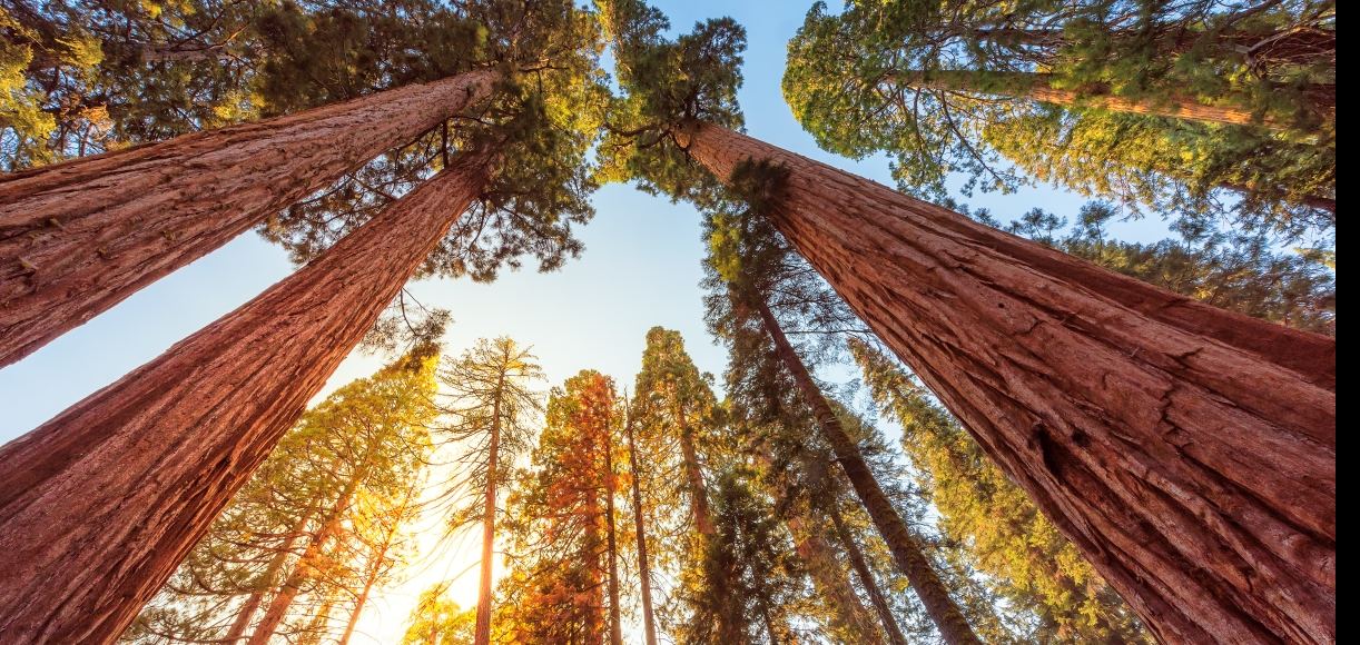 Sequoia National Park Land of Giants Shirt