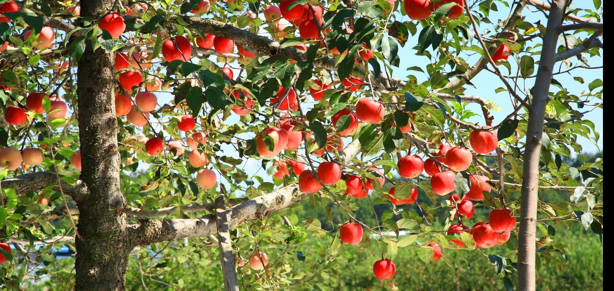 Where to go Apple Picking in the Bay Area This Autumn