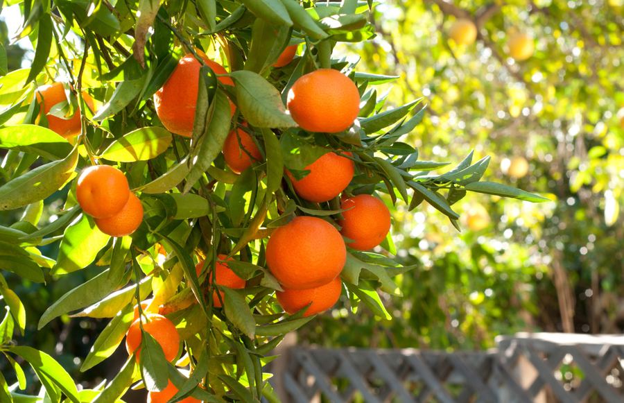 California-Grown Immunity-Boosting Foods To Stock Up On
