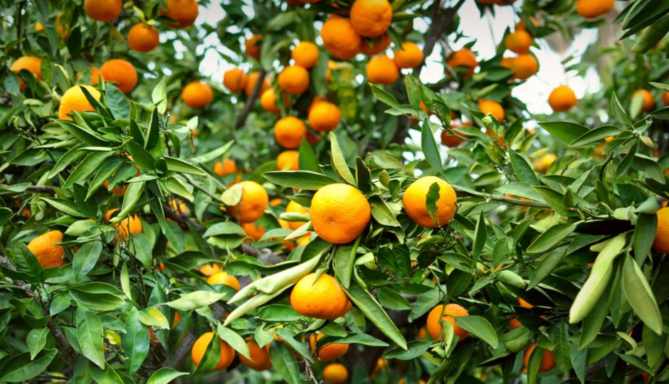 Munch on Mandarin Oranges in Placer County