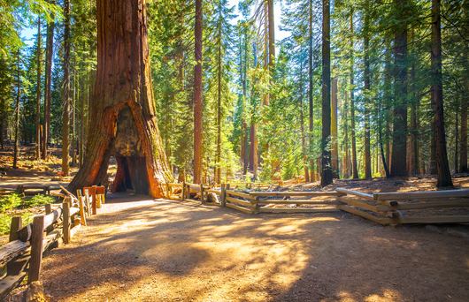 9 Magical Redwood Groves in California